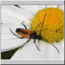 Stenurella melanura - Kleiner Schmalbock 02.jpg